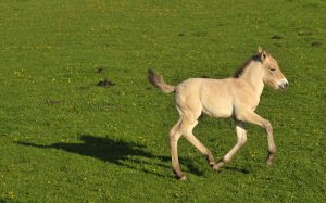 przewalskipaard